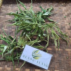 Daun Jarak Tintir (Jatropha multifida) Coralbush Dried Leaves