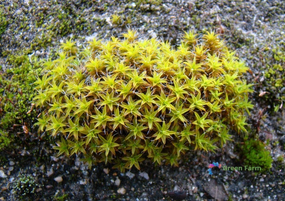 500 Seeds Syntrichia Ruralis Twisted Star Moss Resistant Amazing Gardening Plant