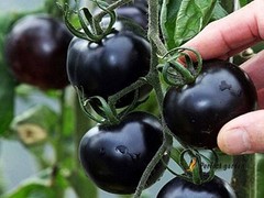 500 Seeds Solanum Lycopersicum Black Pearl Tomatoes Unique Black Gem Home Garden