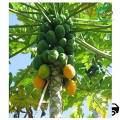 Papaya Fruit Slices 1-2cm Organic Dried Carica Papaya Healthy Snack