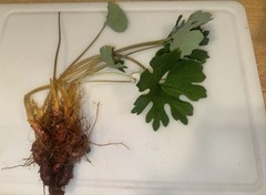 Bloodroot – Whole Dried Root, 2026 Wild Roots – 1 Oz. (Sanguinaria canadensis)