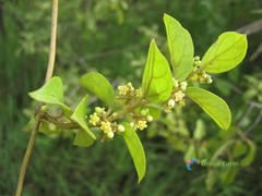 20 Seeds Gymnema Sylvestre Traditional Useful Herb Plants Perennial Tree Vine