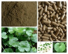 CAPSULES CENTELLA ASIATICA GOTU KOLA PEGAGAN Organic Wild Crafted pure Herbal WW