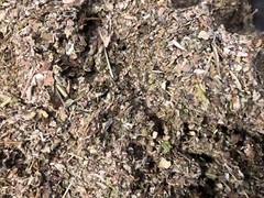 No.28 Mix – Lobelia Sage Catnip Colts Passion Skull Mullein Lettuce Damiana 1 oz