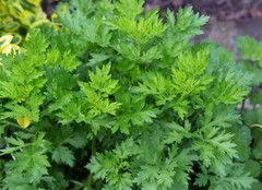 Dried Mugwort Herbal Tea, Estafiate Te, Artemisia Lose Leaves. 2 oz and 4 oz