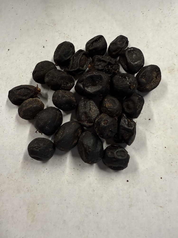 1 lb sun/plant Dried Saw palmetto Berry