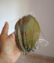 60Pcs Soursop Leaves / Hojas de Guanabana / Annona GRAVIOLA Natural Organic Leaf