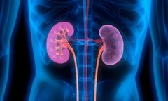 kidney cleanse – KIDNEY SUPPORT – kidney stone breaker – 2 Bottles