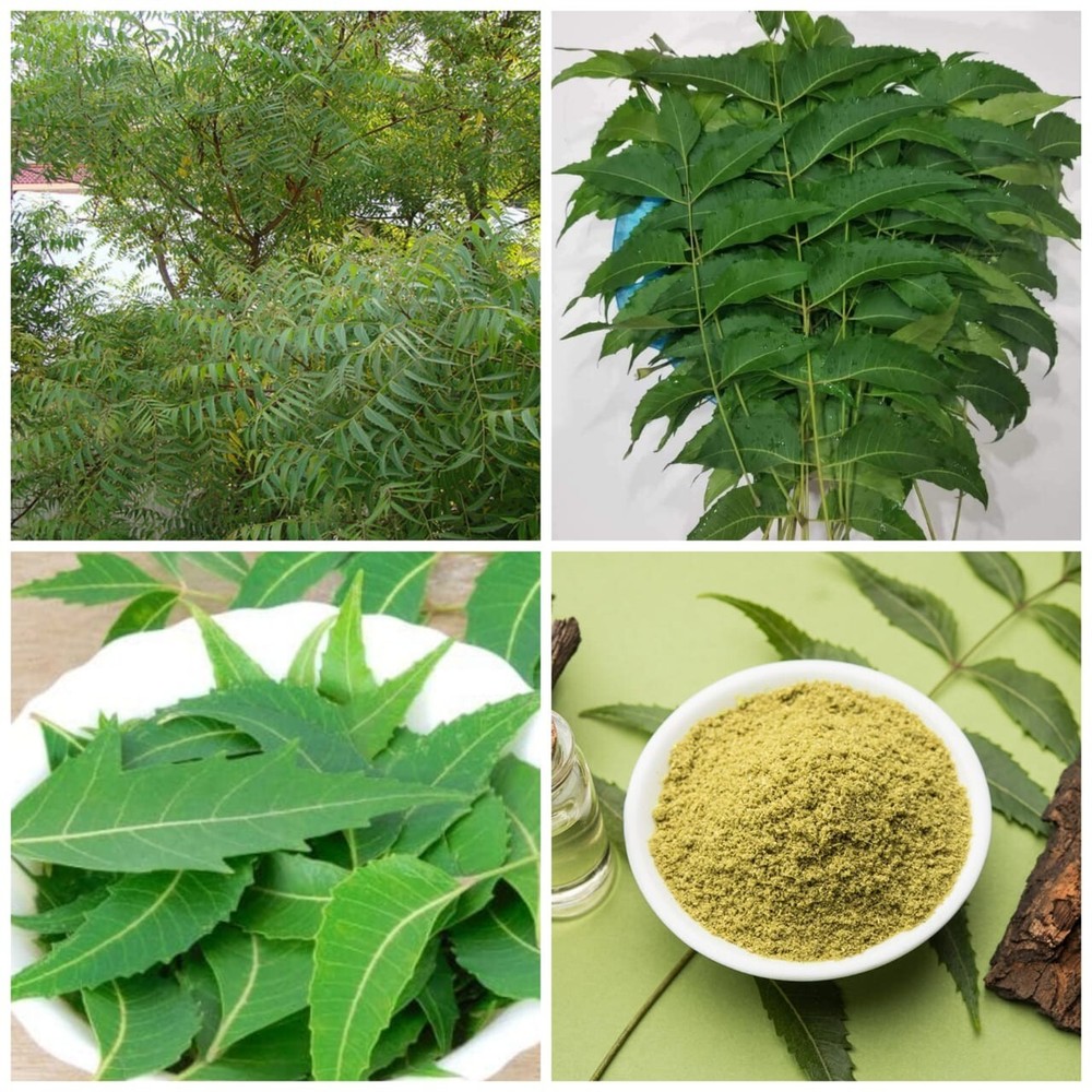 Neem Powder Azadirachta Indica Hojas De Neem Leaves Dried Natural Herbal Leaves