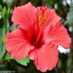 HIBISCUS FLOWER Powder Fresh Ground High In Vitamin C Antioxidant 100 Capsules