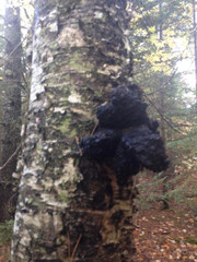 Michigan Chaga Great Lakes Treats 12oz size wild foraged