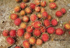 5 Seeds Rambutan Nephelium Lappaceum Sweet Juicy Tropical Malaysia Edible Fruits