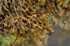 WHOLESALE!! BLADDERWRACK ATLANTIC SEAWEED DRIED CUT/SIFTED NON-GMO-1-5 LBS