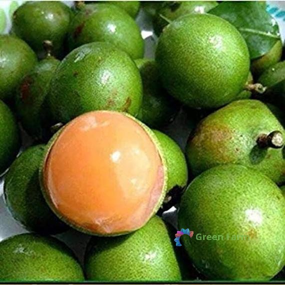 10 Seeds Melicoccus Bijugatus Quenepa Guinep Limoncillo Bajan Ackee Spanish Lime