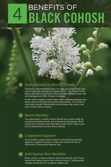 Black Cohosh Organic Tincture Herbal Extract Handcrafted & Aged 1 Year