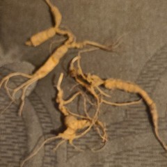 Fresh Appalachian Ginseng Old Roots