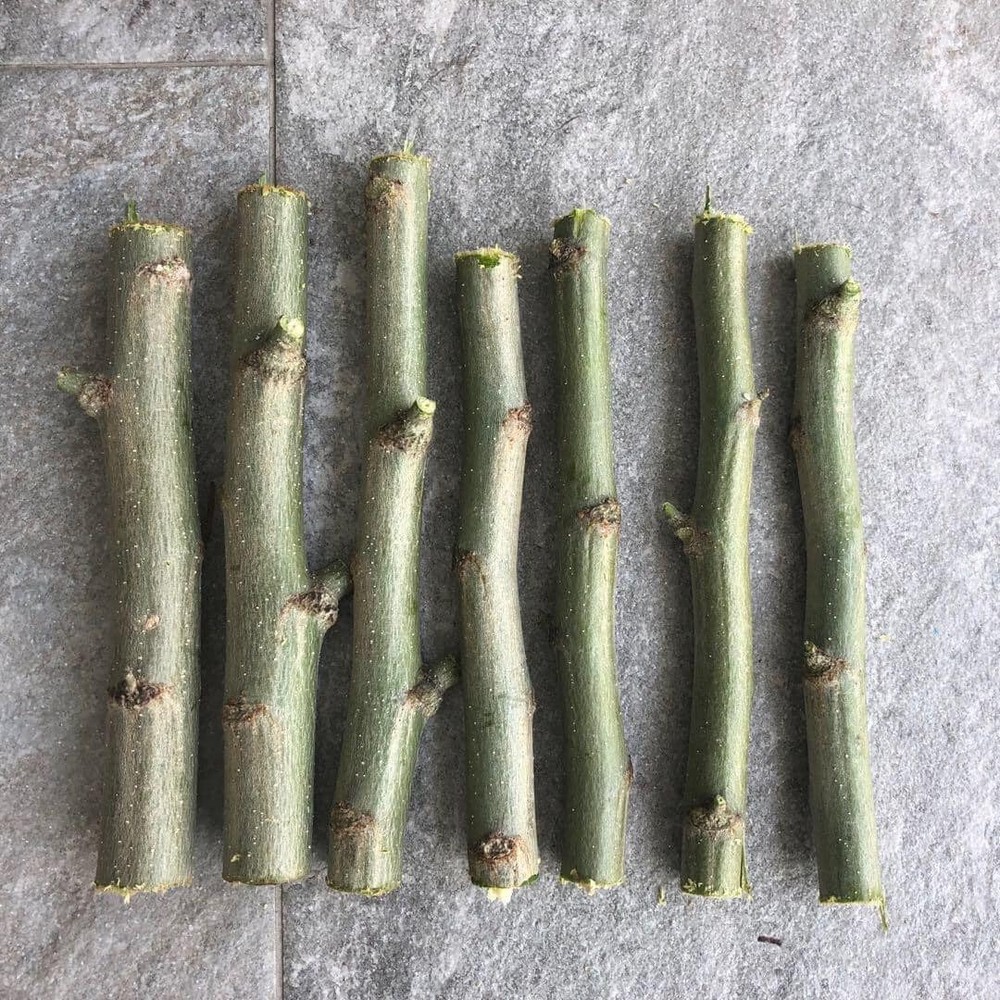 THREE ORGANIC FRESH MORINGA OLEIFERA (3) 6″ CUTTINGS FREE SHIPPING! FROM FL USA