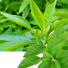 Adhatoda Vasaka Leaf Powder | Malabar Nut | Adulsa Vasica | Organic | Herbal Tea