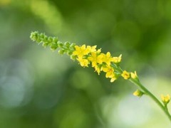 AGRIMONY Tincture Anti-inflammatory Detox Nourish ORGANIC FOLK Remedy Extract