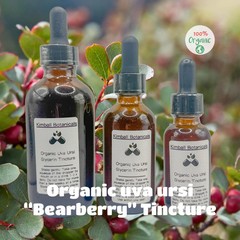 Certified Organic Uva Ursi “Bearberry” Leaf Glycerin Tincture Double Extracted
