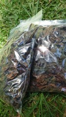 30g Dried Red Jatropha Curcas Leaves – Ratanjot Laljari Yatilung Jadi Herbs