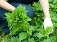 Nettle leaves Dried Cutted ( Urtica dioica ) ORGANIC from Carpathian mountain UA