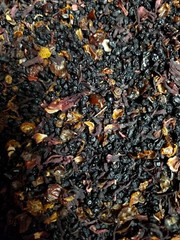 2 DIY Elderberry Syrup kits with brewing bags~makes 32 oz each ~