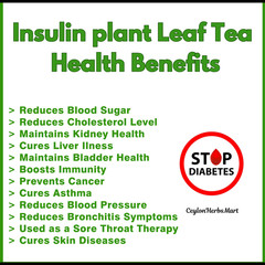 Insulin Plant Leaf Tea Costus Igneus Fiery Diabetic Blood Sugar Support Tea