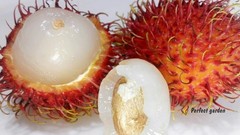 5 Seeds Rambutan Nephelium Lappaceum Sweet Juicy Tropical Malaysia Edible Fruits