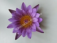 1 oz Organic Blue Lotus, N. caerulea, Whole Siamese Dream™ ~ Schmerbals Herbals