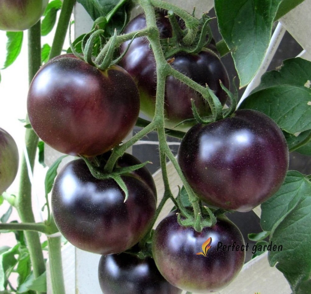 500 Seeds Solanum Lycopersicum Black Pearl Tomatoes Unique Black Gem Home Garden