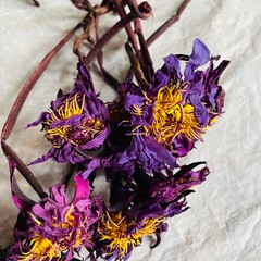 Blue Lotus Whole Flowers With Stem Egyptian Nymphaea Caerulea Herbal Organic Tea