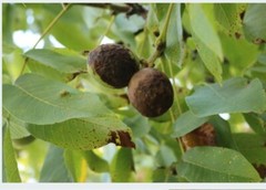 Black Walnut Hull Cut & Sifted Organic Herb Natural Herbal 28.3g Parasite Detox