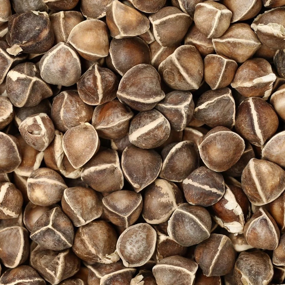 Organic Moringa Seeds | Moringa Oleifera | Dried, Non GMO, Edible,Planting