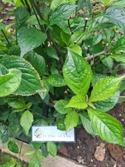 Daun Keji Beling ( Strobilanthes Crispus ) Black Face General Dried Leaves