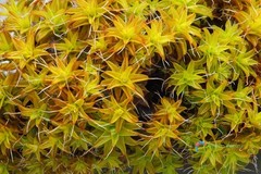 500 Seeds Syntrichia Ruralis Twisted Star Moss Resistant Amazing Gardening Plant
