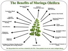 Moringa Seeds for Planting | Non-GMO Wingless from India Very Fresh | Bulk