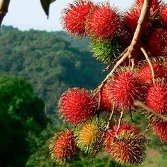 5 Seeds Rambutan Nephelium Lappaceum Sweet Juicy Tropical Malaysia Edible Fruits