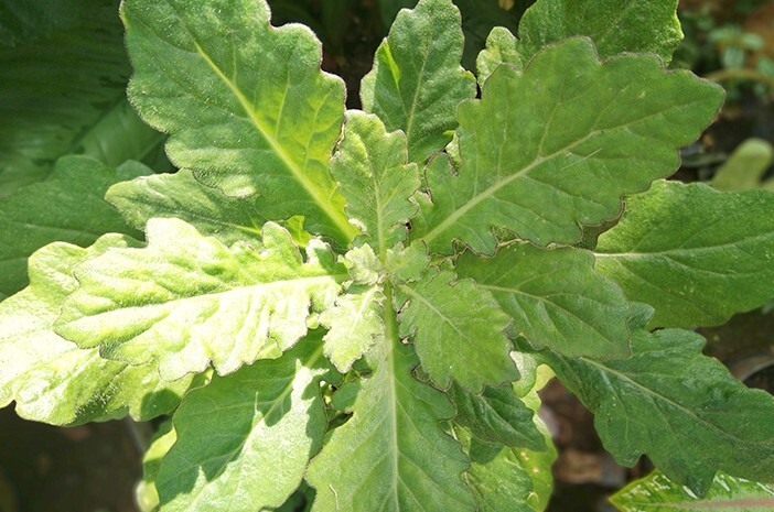 Daun Daruju – Gynura divaricata Leaves