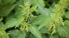 WHOLESALE!! STINGING NETTLE LEAF POWDER NON-GMO BULK HERB TEA-1,2,3,4,5 LBS