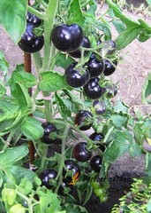 500 Seeds Solanum Lycopersicum Black Pearl Tomatoes Unique Black Gem Home Garden