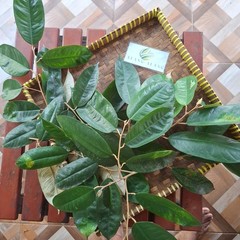 Daun Durian (Durio zibethinus) Dried Leaves