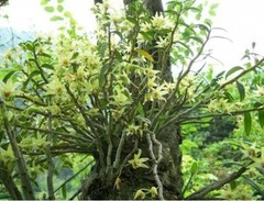 高級霍山石斛 Grade A Premium Dried Dendrobium 霍山石斛/Shihu 石斛 Free Shipping-USA Seller