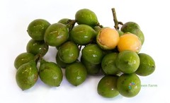 10 Seeds Melicoccus Bijugatus Quenepa Guinep Limoncillo Bajan Ackee Spanish Lime