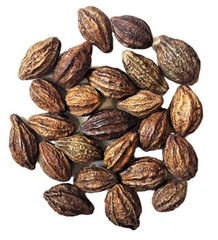 Natural Harad Badi Haritaki Terminalia Chebula Tree Fruit Herb For Good Health