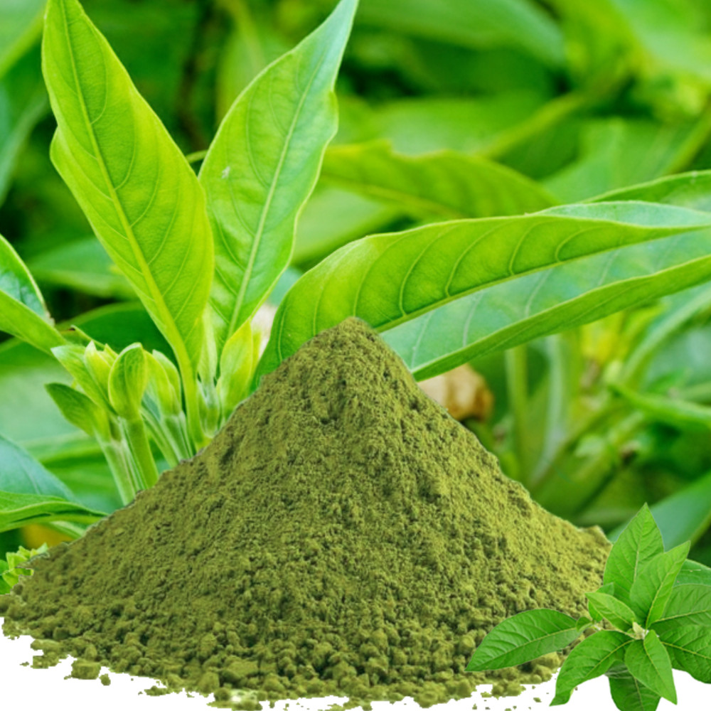 Adhatoda Vasaka Leaf Powder | Malabar Nut | Adulsa Vasica | Organic | Herbal Tea