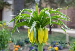 30 Seeds Fritillaria Imperialis Kaisers Crown Imperial Fritillary Kurdish Tulip