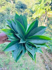 Insulin Plant Leaves (Costus igneus) – Fresh Herbal Leaves – Natural Ayurvedic