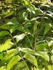 Organic Neem Leaves Hojas de neem Neem herbs Neem Azadirachta indica 100 LEAVES