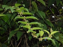20 Seeds Gymnema Sylvestre Traditional Useful Herb Plants Perennial Tree Vine